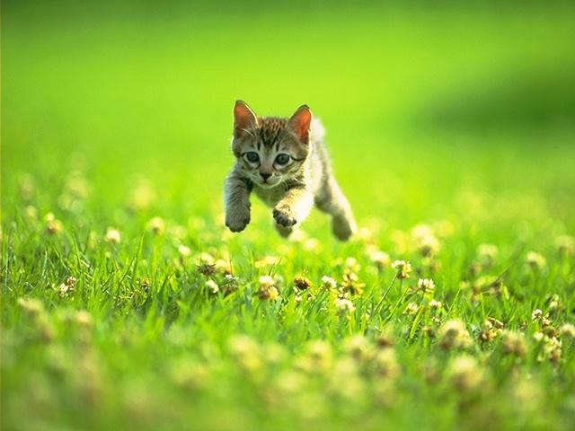Felidae